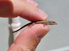 Lygodactylus capensis