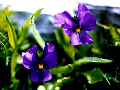 Viola calcarata
