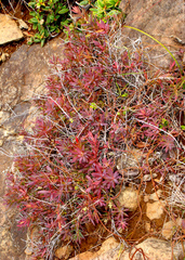 Leucopogon xerampelinus