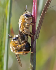Caupolicana electa