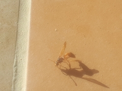 Delta dimidiatipenne