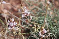 Astragalus flavus higginsii
