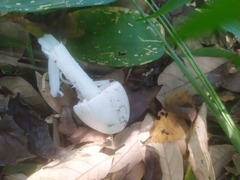 Phalloideae