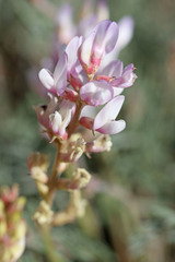 Astragalus flavus higginsii