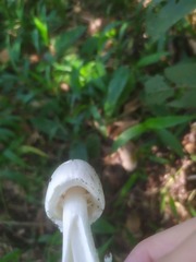Phalloideae