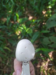 Phalloideae