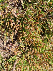 Isolepis ludwigii