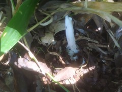 Phalloideae