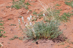 Astragalus flavus higginsii