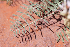 Astragalus flavus higginsii