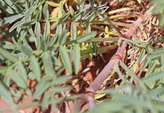 Astragalus flavus higginsii