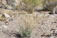 Baileya pleniradiata