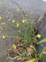 Diplotaxis tenuifolia