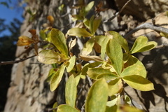 Lonicera pyrenaica