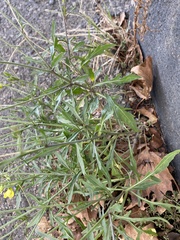 Diplotaxis tenuifolia