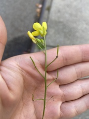Diplotaxis tenuifolia