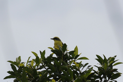 Conopias cinchoneti