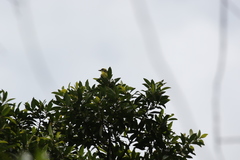 Conopias cinchoneti
