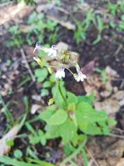Diastatea