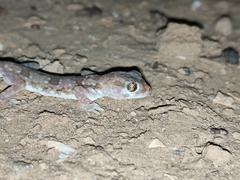 Stenodactylus mauritanicus