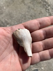 Sinistrofulgur pulleyi