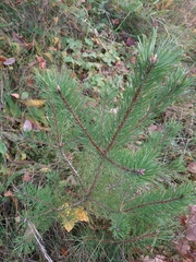Pinus sylvestris