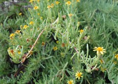 Limbarda crithmoides