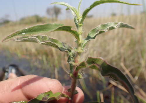 Image of Persicaria limbata by (c) National Geographic Okavango Wilderness Project, some rights reserved (CC BY)