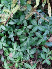 Vinca minor