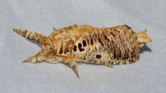 Teragra althodes
