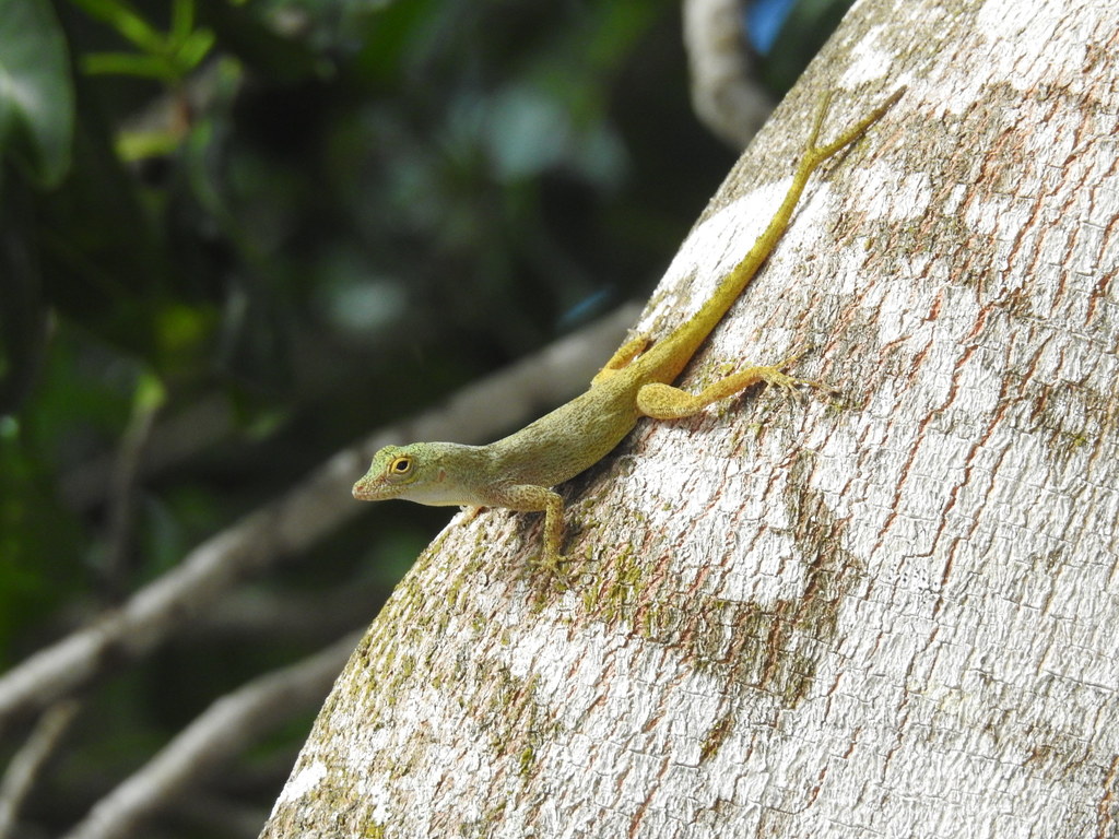 Hispaniolan Gracile Anole