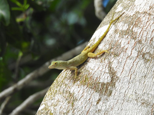 Hispaniolan Gracile Anole