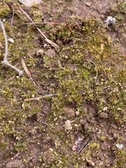 Physcomitrium serratum