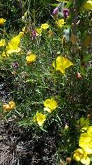Crocanthemum scoparium