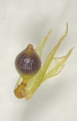 Physcomitrium serratum