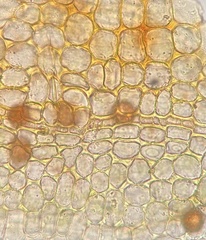 Physcomitrium serratum