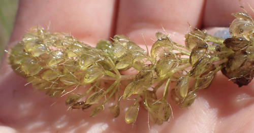 Image of Aldrovanda vesiculosa by (c) National Geographic Okavango Wilderness Project, some rights reserved (CC BY)