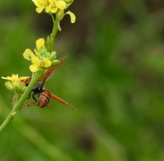 Polistes billardieri