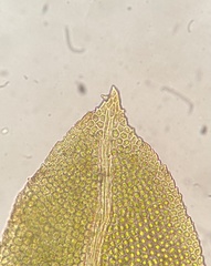 Fissidens bushii