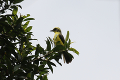 Conopias cinchoneti
