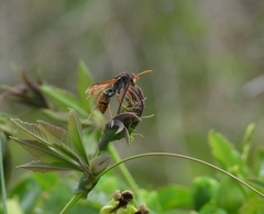 Polistes billardieri