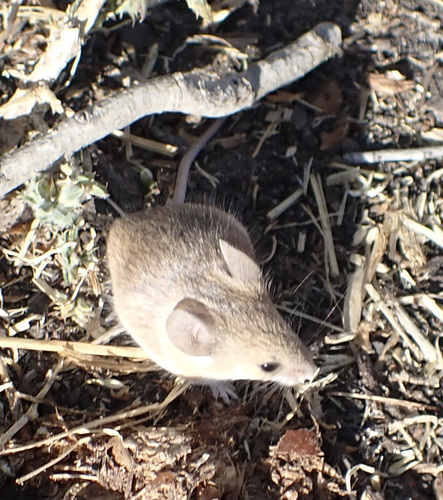 Desert Pygmy Mouse
