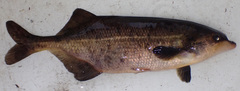 Marcusenius altisambesi
