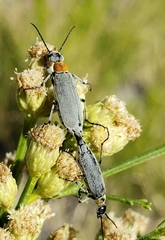 Epicauta wheeleri