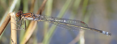Pseudagrion rufostigma