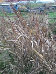 Phragmites australis