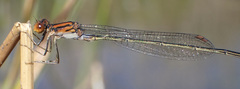 Pseudagrion rufostigma