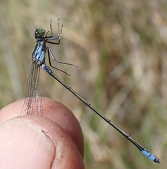 Pseudagrion deningi