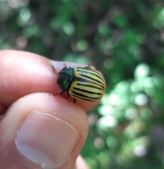 Leptinotarsa calceata