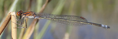 Pseudagrion rufostigma